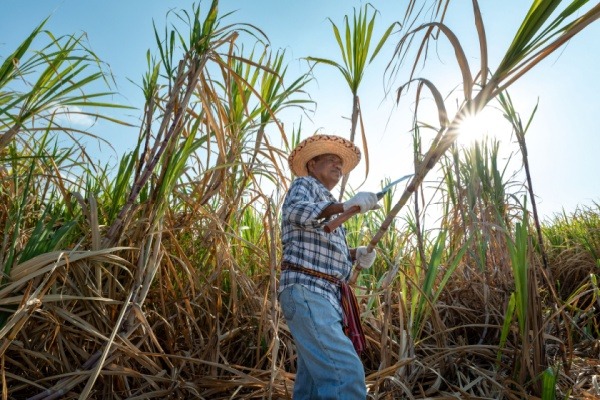 Canne à sucre : quelle enveloppe d’aides pour les récoltes 2025 ?